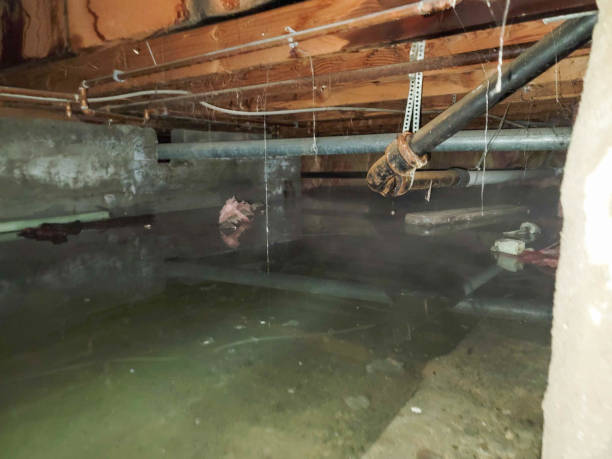 Best Basement water damage restoration  in Smithers, WV